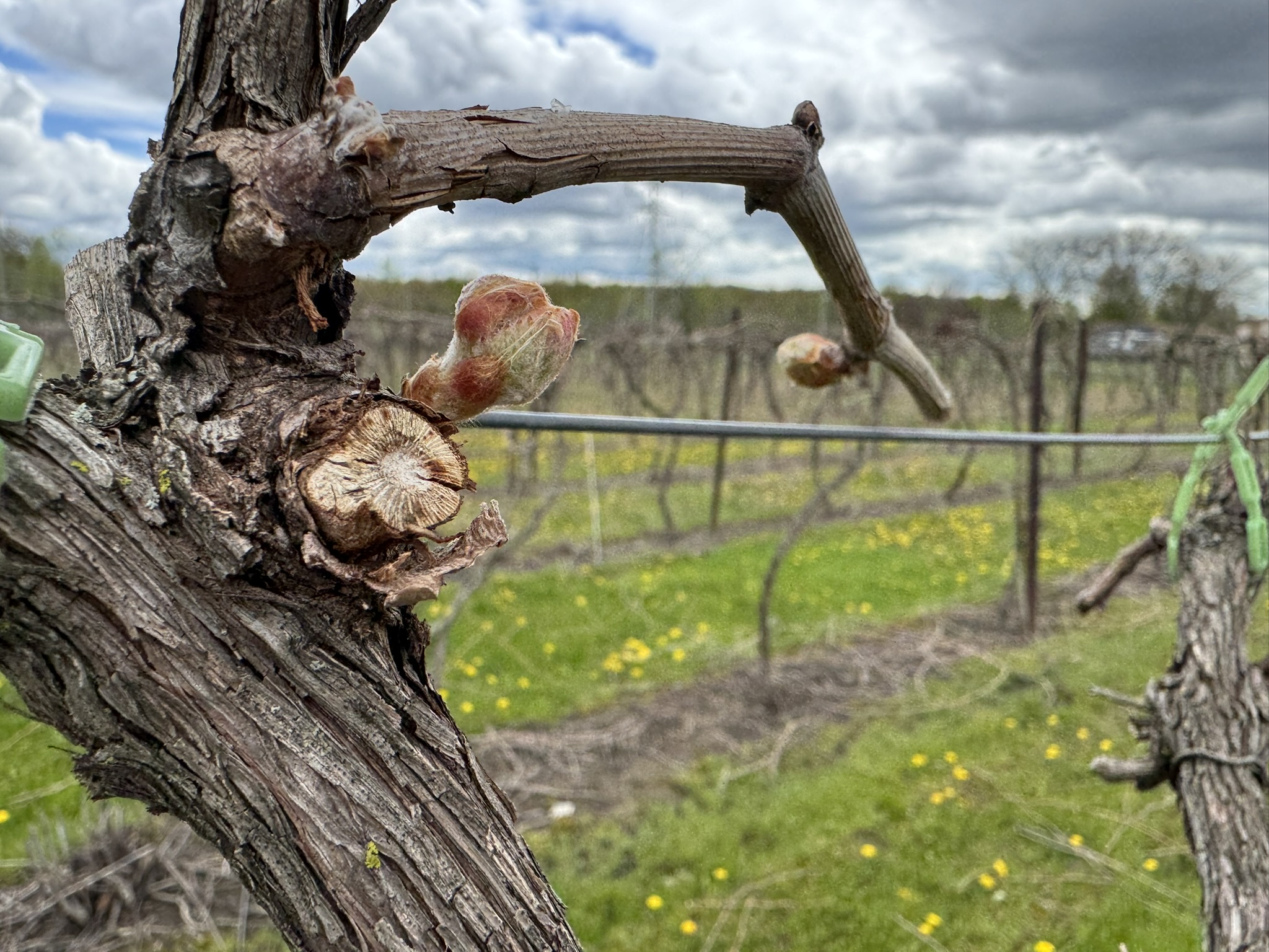 Close-up of a grapevine trunk and spur with swollen, fuzzy buds beginning to break, set against a vineyard row under a cloudy sky.